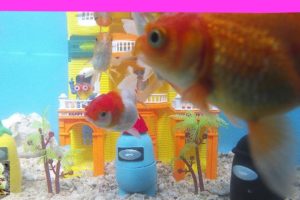 Among Us Play with koki fish, guppies, comet fish - Cute Baby Animals - The Animals Cute Around Us