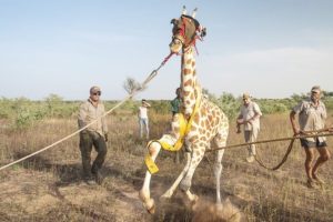 🦒 An Amazing Rescue Of Giraffe Mother and Baby Stuck On The Island 🌞