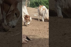 Angry Bull Playing in Sand | Animals Stock Videos | Puri Cattle Farm | Bakra Eid 2021 Cattle Market