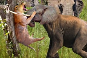 Angry Elephant attacks Lion very hard, Wild Animals Attack