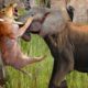 Angry Elephant attacks Lion very hard, Wild Animals Attack