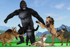 Angry Gorilla vs Lion Fight Baby Gorilla Saved From Lion Animal Revenge Stories Giant Animal Fights