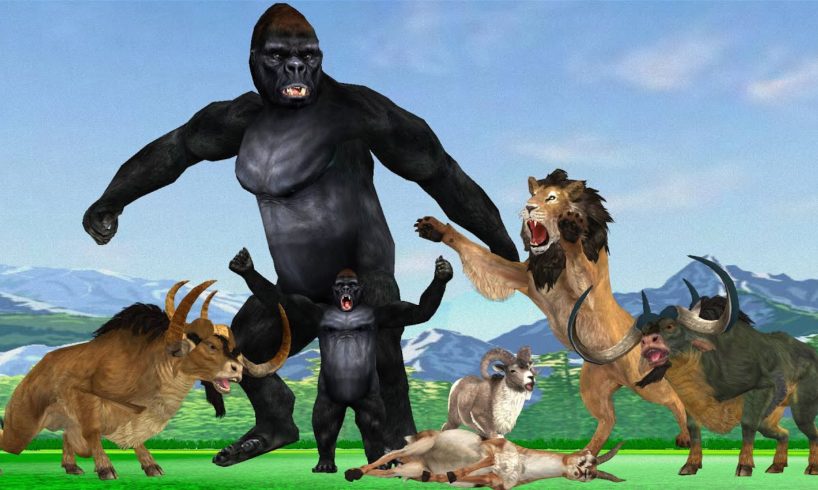 Angry Gorilla vs Lion Fight Baby Gorilla Saved From Lion Animal Revenge Stories Giant Animal Fights