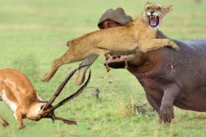 Angry Hippo Chews Lion's Head Attacks Impala - Harsh Life Of Wild Anima | 1001 Animals