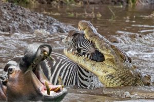 Angry Hippo saves Zebra from Crocodile , Wild Animals Attack