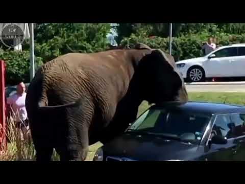 Animal Attacks Amazing Wild Animals Attacks Craziest Animal Fights Caught