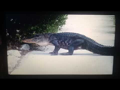 Animal Fight Night Alligators Fighting