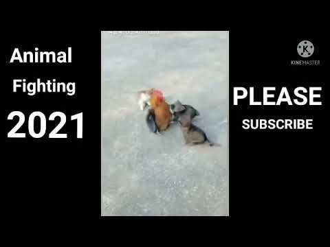 Animal Fighting 2021