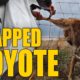 Animal Rescue: Beautiful Coyote Stuck in a Fence