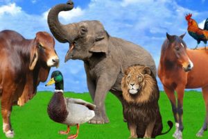 Animal Sounds - Farm Animals - Wild Animals  - Cat - Elephant - Duck - Cow - Lion