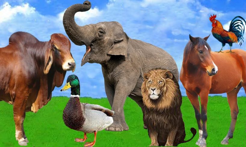Animal Sounds - Farm Animals - Wild Animals  - Cat - Elephant - Duck - Cow - Lion