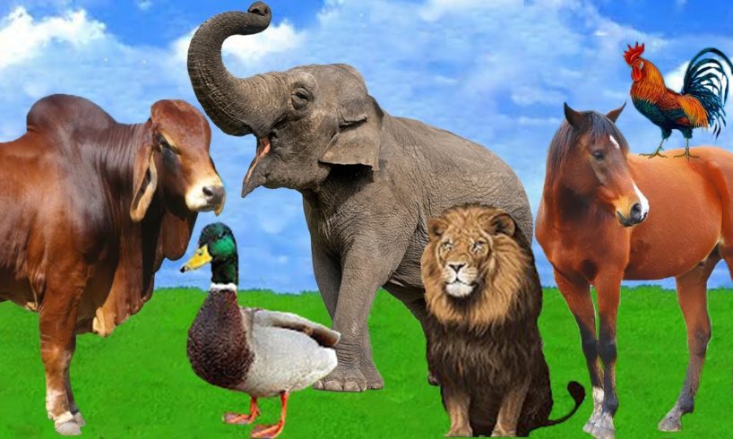 Animal Sounds - Farm Animals - Wild Animals - Cat - Elephant - Duck - Cow - Lion
