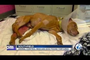 Animal control rescues dog found tortured