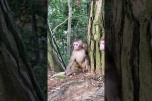 Animal fights | monkeys