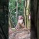 Animal fights | monkeys