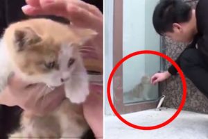 Animal rescues: Kitten trapped behind glass wall; Firefighter uses CPR to revive dog - Compilation