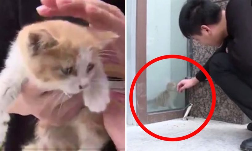 Animal rescues: Kitten trapped behind glass wall; Firefighter uses CPR to revive dog - Compilation