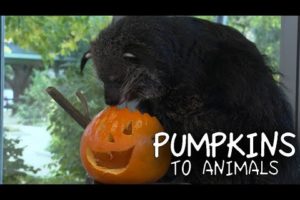 Animals Get Into the Halloween Spirit