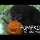 Animals Get Into the Halloween Spirit