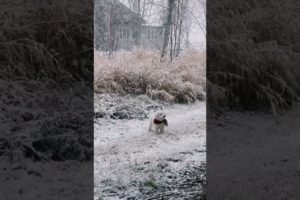 Appa’s first snow 😍 🐶 Cutest Puppies #dog #tiktokdog #cute #animal