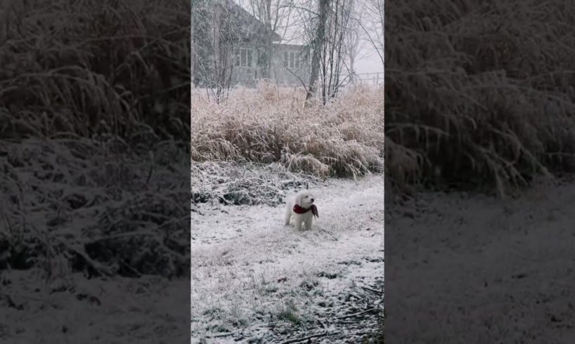 Appa’s first snow 😍 🐶 Cutest Puppies #dog #tiktokdog #cute #animal