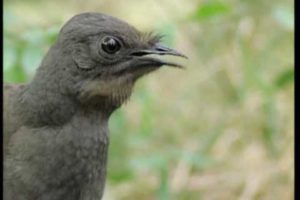 Attenborough: the amazing Lyre Bird sings like a chainsaw! Now in high quality | BBC Earth