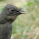 Attenborough: the amazing Lyre Bird sings like a chainsaw! Now in high quality | BBC Earth