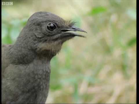 Attenborough: the amazing Lyre Bird sings like a chainsaw! Now in high quality | BBC Earth