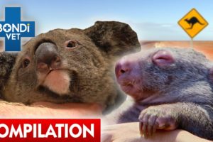 Aussie Animals in Trouble 🇦🇺🐨 | Compilation | Bondi Vet