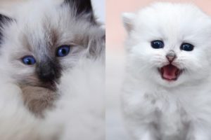 Aww Cutest Kittens ♥ The Best Cute Cat Videos ? #Shorts