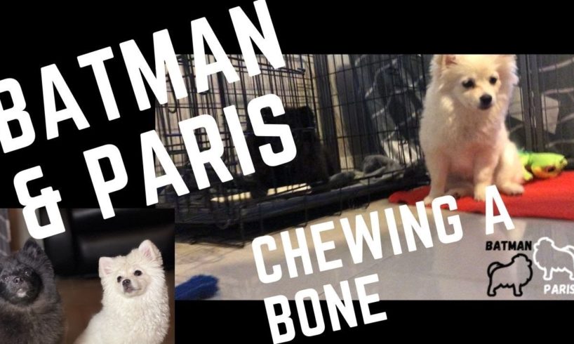 BATMAN AND PARIS | CUTEST PUPPIES | POMERANIANS