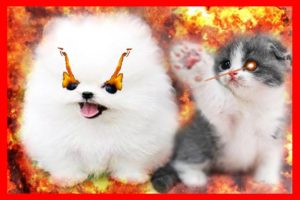 BATTLE ROYALE PUPPY VS. KITTEN #2 adorable cute puppies cute adorable kittens a contest of cuteness