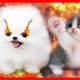 BATTLE ROYALE PUPPY VS. KITTEN #2 adorable cute puppies cute adorable kittens a contest of cuteness