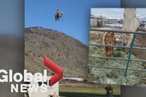 BC floods: Horses airlifted to safety in first-of-its-kind rescue operation