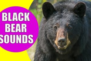 BLACK BEAR SOUNDS | Learn Animals with Kiddopedia #Shorts