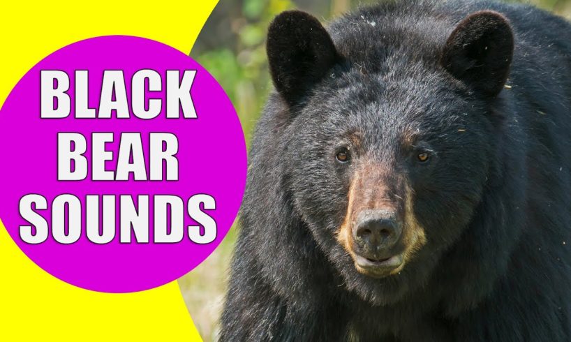 BLACK BEAR SOUNDS | Learn Animals with Kiddopedia #Shorts