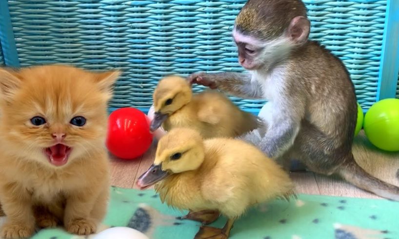 Babies monkey, kittens and ducklings play and take care of each other
