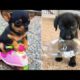 Baby Animals 🔴 30 Minutes of Funny Cats and Dogs Videos 2021 Perros y Gatos Recopilación #15