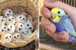 Baby Animals 🔴 Funny Parrots and Cute Birds Compilation (2021) Loros Adorables Recopilación #49