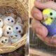 Baby Animals 🔴 Funny Parrots and Cute Birds Compilation (2021) Loros Adorables Recopilación #49