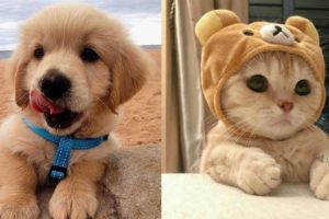 Baby Animals That Are Cute | Cutest Puppies Videos | Cute Kittens Playing | Cutest Dog Breeds