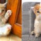 Baby Cats - Cute and Funny Cat Videos Compilation #35 | Aww Animals