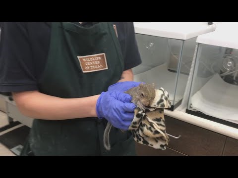 Baby animals rescued after being blown out of their nests by Nicholas