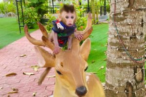 Baby monkey PiPi drinking milk and playing park playground