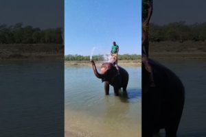 Bath like this elephant. Look how cool it is! | pets | pet animal | wildlife | pet video | funny pet
