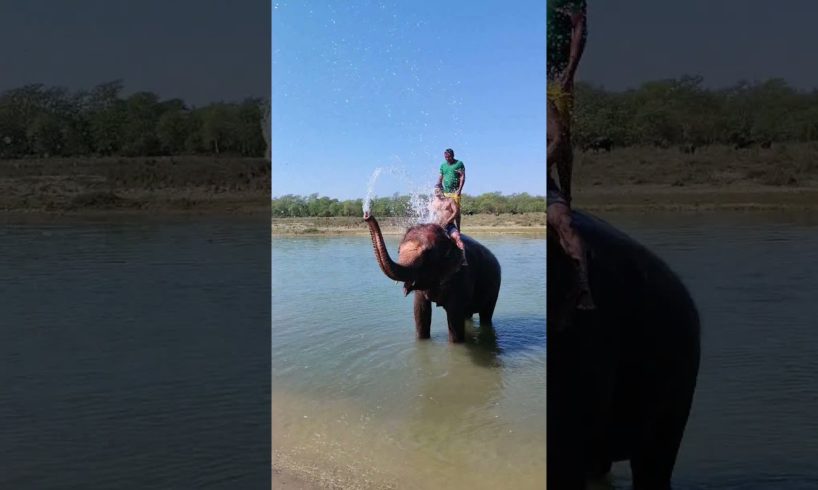 Bath like this elephant. Look how cool it is! | pets | pet animal | wildlife | pet video | funny pet