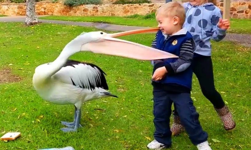 Battle Of Funny Baby vs Animals | TRY NOT TO LAUGH