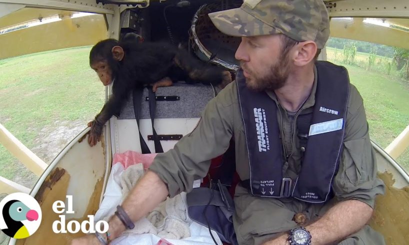 Bebé chimpancé duerme en las piernas del piloto mientras vuelan | Dodo Héroes | El Dodo