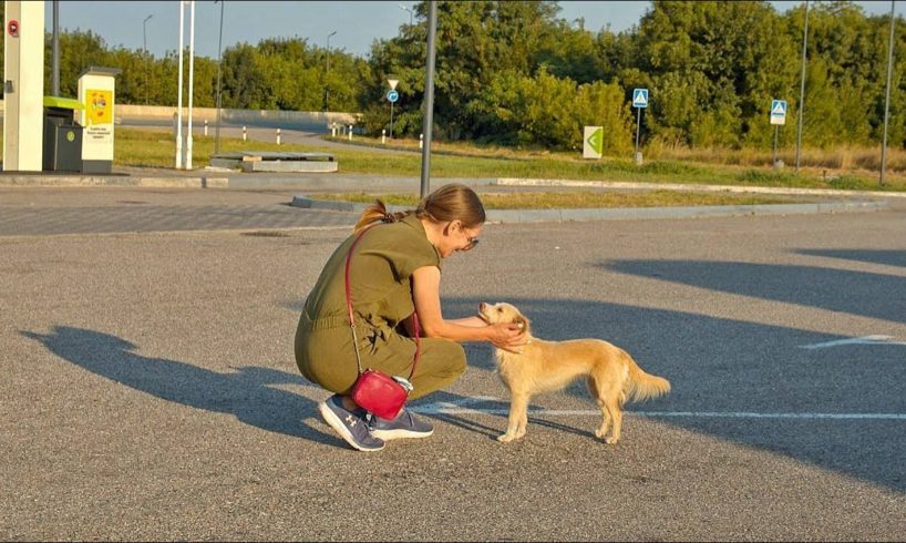Begging Dog From Petrol Station Falls in Love With Her Rescuer