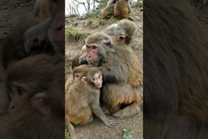 Best Monkey Animals Funny Monkeys at home Monkey Play Fighting Video #Shorts 601